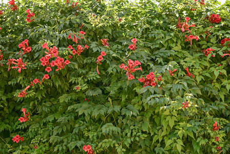 喇叭藤或喇叭爬行者Campsisradicans的美丽的红色花朵Flamenco鲜艳的橙色花朵蜿蜒在绿树丛中的栅栏上小图片
