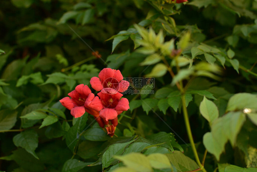 喇叭藤或喇叭爬行者Campsisradicans的美丽的红色花朵Flamenco鲜艳的橙色花朵蜿蜒在绿树丛中的栅栏上小图片