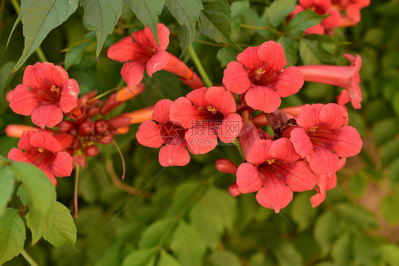 喇叭藤或喇叭爬行者Campsisradicans的美丽的红色花朵Flamenco鲜艳的橙色花朵蜿蜒在绿树丛中的栅栏上小图片