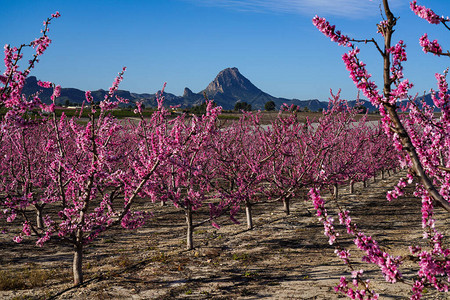 MiradorElHornoCieza的桃花在穆尔西亚地区拍摄的桃树开花桃树李树和油图片