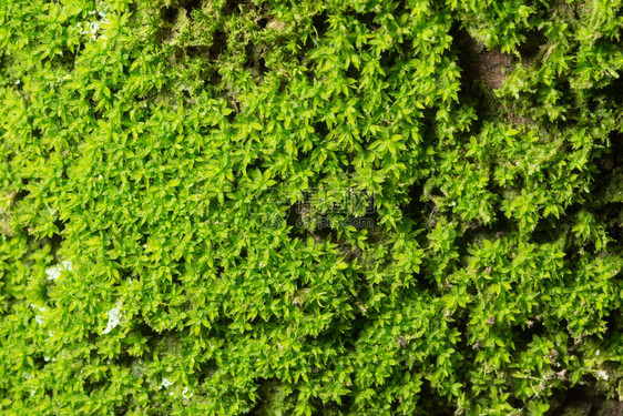 苔藓荔枝格雷图片