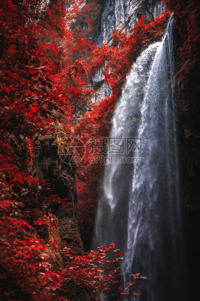 重庆武隆县龙水峡裂隙公园峡谷巨瀑前一棵树上的红叶图片