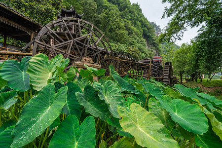 在湖南Zhangjiajie黄龙洞风景地区工作前种植的巨型绿色热带叶子图片