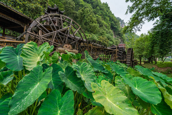 在湖南Zhangjiajie黄龙洞风景地区工作前种植的巨型绿色热带叶子图片