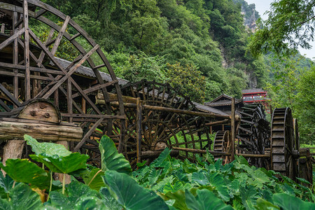 在湖南Zhangjiajie黄龙洞风景地区工作前种植的巨型绿色热带叶子图片