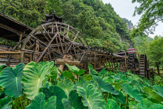 在湖南Zhangjiajie黄龙洞风景地区工作前种植的巨型绿色热带叶子图片