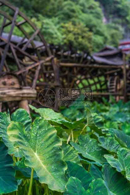 在湖南Zhangjiajie黄龙洞风景地区工作前种植的巨型绿色热带叶子图片