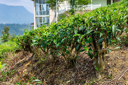 茶叶树茶树和茶叶种植场背景及的封闭图片