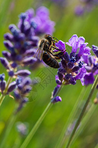 蜜蜂觅食野生薰衣草花法图片