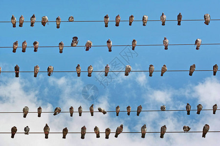 许多鸽子放在电网的电线上图片
