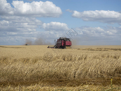 夏季田间收割的红色收割机用于在田间收集成熟小麦的联合收图片