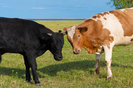 年轻的公牛或奶牛在绿色的草图片