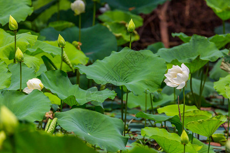 大白莲花和莲花植物图片