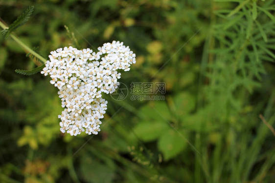 常见的蓍草小白花图片