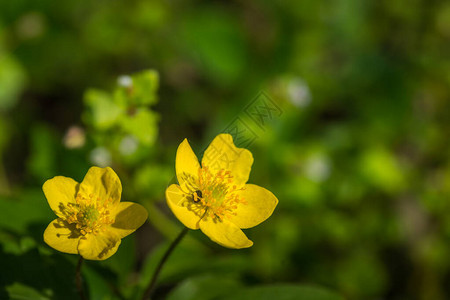 春黄花绿图片