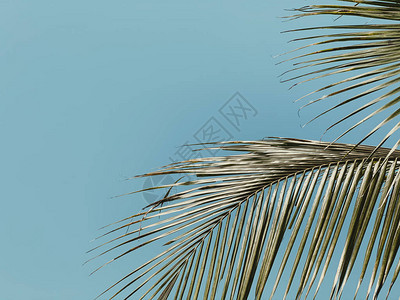 美丽的热带天空与棕榈树复古色调图片