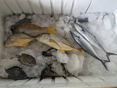 冷库中的各种鱼背景图片