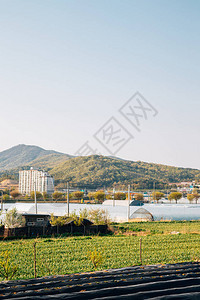韩国天安农场田和温室图片