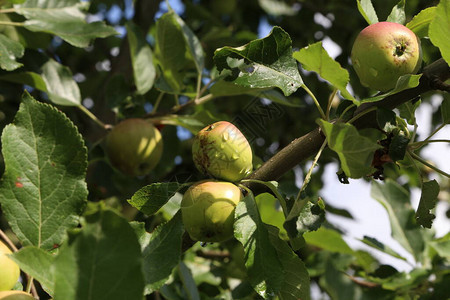 夏天青苹果在树枝上成熟图片