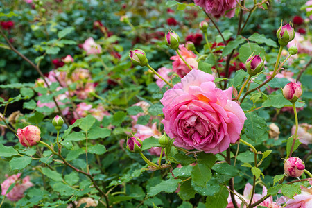 美丽的粉红色玫瑰花在花园中图片