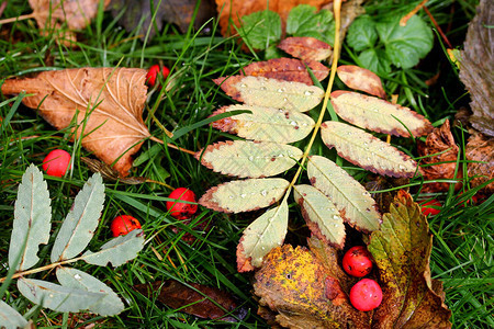 秋叶树和带雨滴的露天草莓秋图片