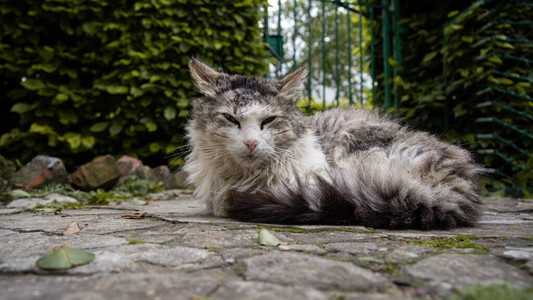 猫在路上打盹图片