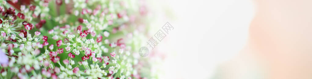 在阳光下模糊绿色背景上的自然迷你红色白色和粉红色花朵的特写镜头图片