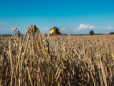 麦田里的小麦穗图片