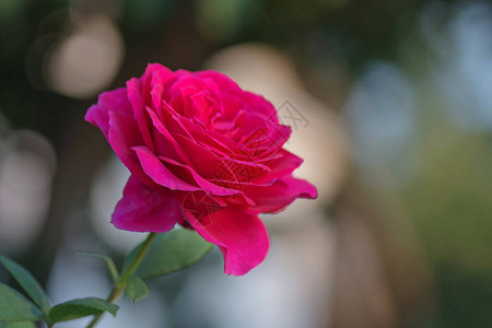 玫瑰园灌木上盛开的大紫玫瑰图片