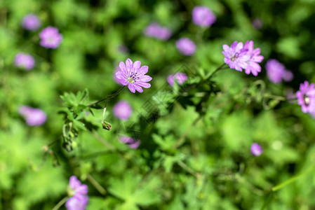 花朵紫色花园图片