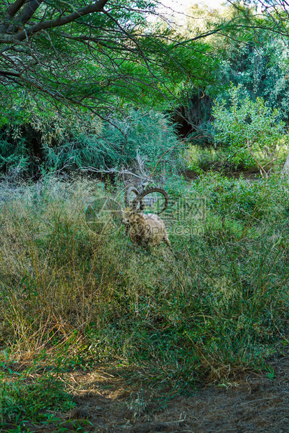 关于SdeBoker自然的Capran高清图片下载-正版图片506672426-摄图网