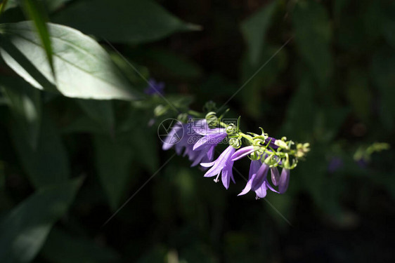 紫色盛开的蓝铃花在深绿色背景的花园里自然背景植物学园艺花卉和自图片