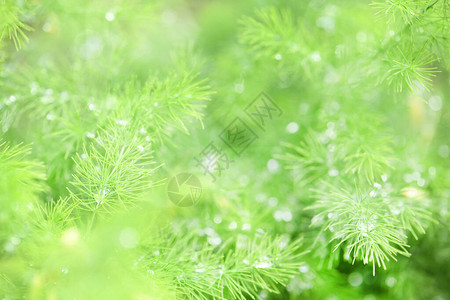 花园里的绿色植物芦笋brachyphullus露珠的矮芦笋宏观照片高分辨率照片选择图片