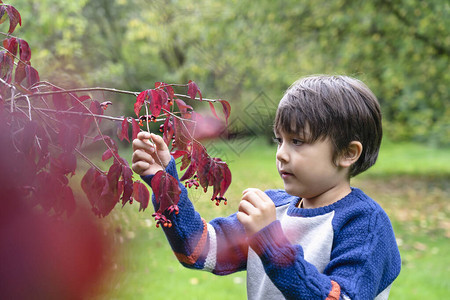 肖像孩子指着小蜘蛛爬在红叶上图片