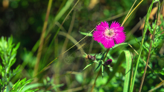 明亮的粉红Dianthus露营在草地背景图片