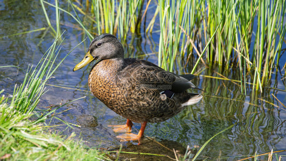 Mallard野鸭在池塘的自然环境中生存野图片