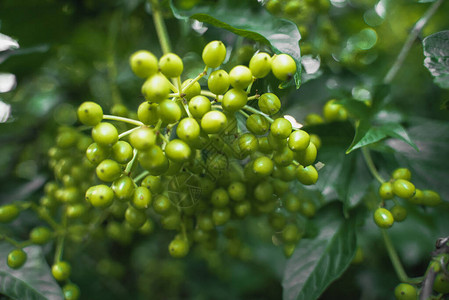 葡萄园种植有机农场食品秋季收割季图片