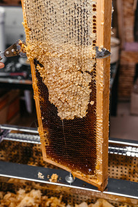 用特殊工具在蜜蜂木制框架中打开蜂蜜用于蜂窝的长工作刀密封在蜂窝中的美图片