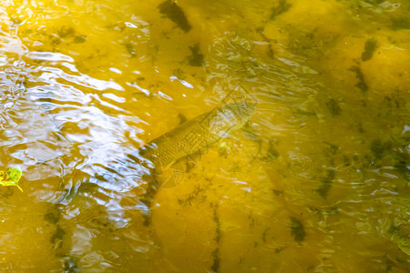 在田园诗般的小溪河底的平水中单鱼钓或徒步旅行图片