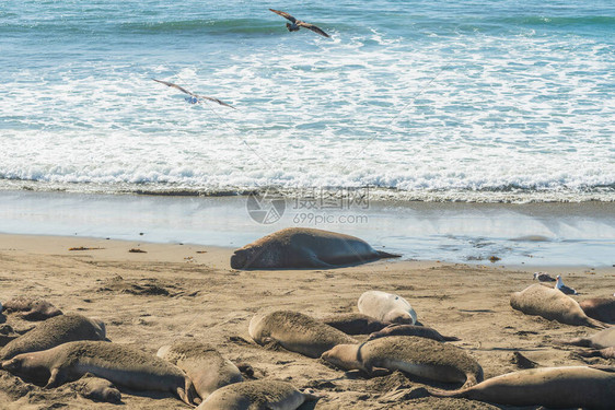 大象海豹在加利福尼亚海岸SanSimeon州公园图片