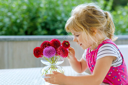 蹒跚学步的小女孩欣赏盛开的红色和粉红色大丽花束的画像图片