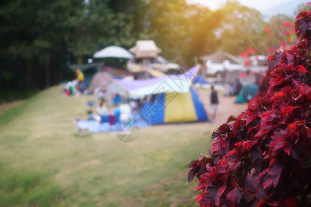 大自然野营帐篷上的红叶或树图片