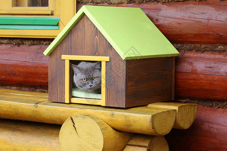 雨中一只灰猫坐在天台的宠物屋里在原图片