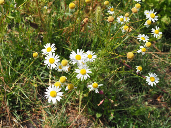 春天美丽的草地上开满了白色的黄色花朵和绿草的雏菊图片