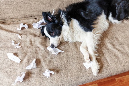 顽皮的小狗边境牧羊犬恶作剧咬躺在家里沙发上的卫生纸有罪的狗和被毁的客厅用可笑的内疚损坏凌图片