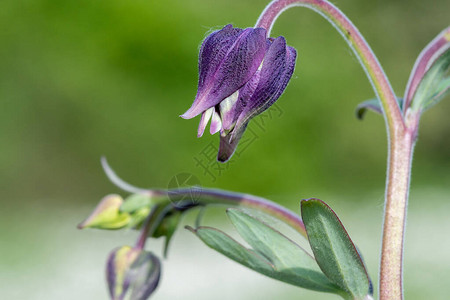 Columbineaquileba植物图片