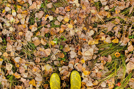 黄色树叶背景的黄色橡胶靴图片
