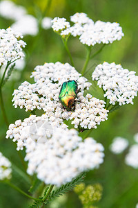 白花上的绿色甲虫图片