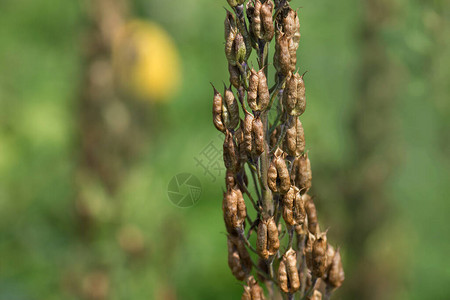 农业概念干菜籽种植和种植作物图片