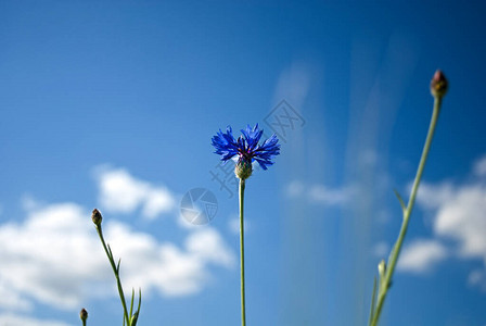 在蓝天背景的矢车菊自然背景图片